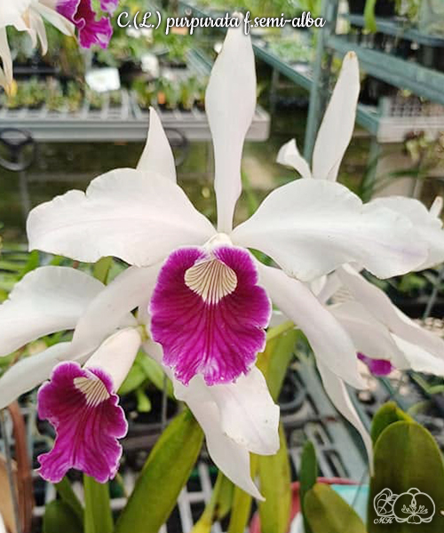 美琪園藝Miki Orchid - 批發專區